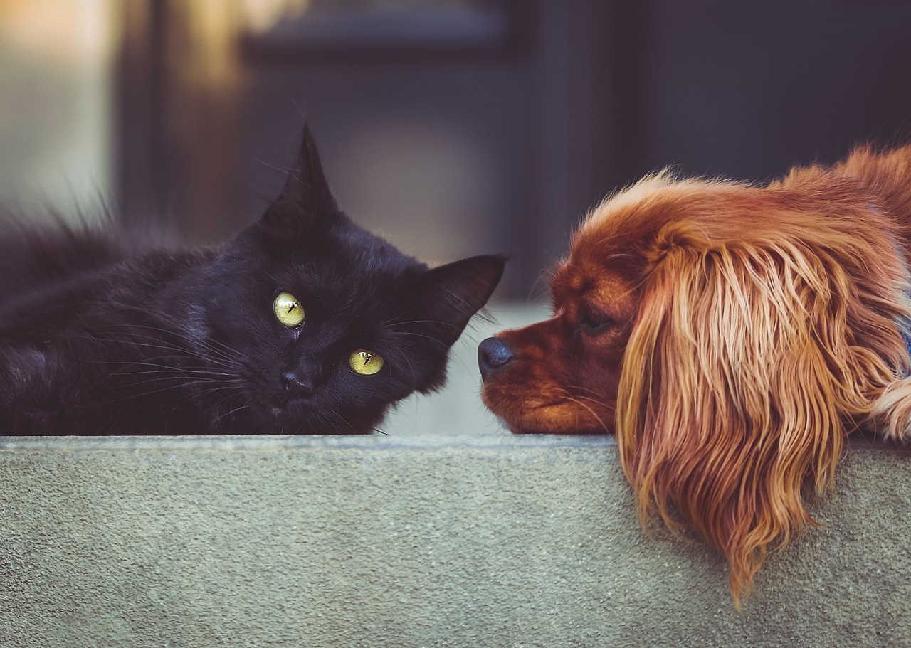Czarny kot i rudy pies