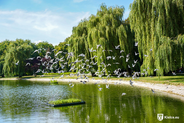Staw w Parku Miejskim, na lustrze wody widać dwie konstrukcje z roślinnością wodną, nad stawem stado gołębi