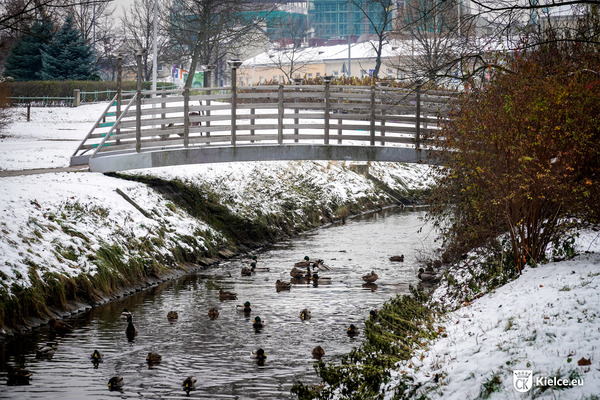 Mostek nad Silnicą, w rzece pływają kaczki