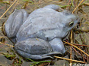 Zdjęcie żaby moczarowej