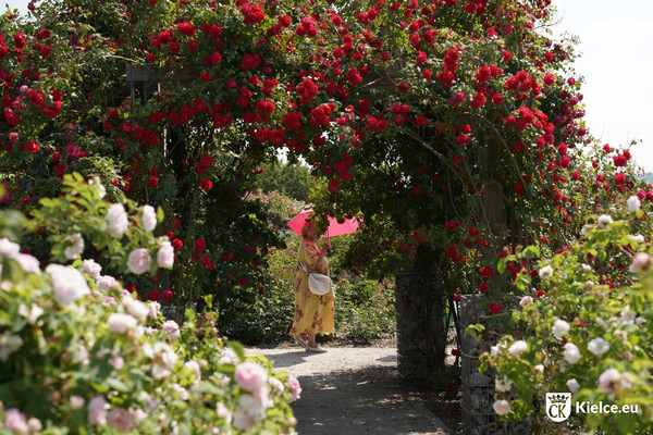 Brama utworzona z pnączy róż w kolorze czerwonym. Na nią stoi kobieta w żółtej sukience, która trzyma różową parasolkę. Na pierwszym planie krzewy białych róż.