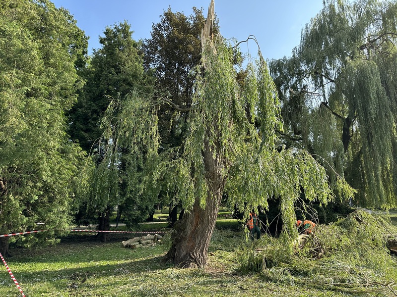 Złamane drzewo podczas nawałnicy, obok dwóch mężczyzn usuwa gałęzie