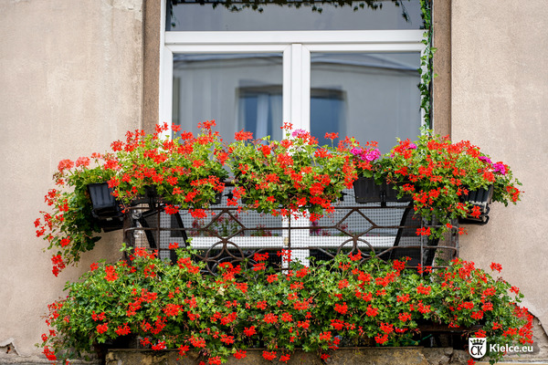 Balkon ozdobiony czerwonymi kwiatami
