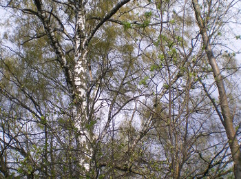 Grupa drzew: brzozy brodawkowate 2 szt.