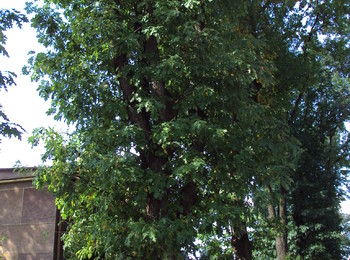 Grupa drzew „Dęby Grzegorzewskiego”, w tym dąb „Marian”