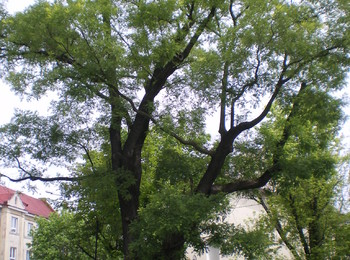 Grupa drzew: perełkowce japońskie „Jan” 2 szt.