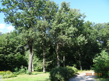 Grupa drzew „Dobromyśl”, w tym dąb „Antoni”: 27 szt. drzew