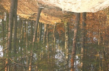 Odbicie drzew w lustrze wody