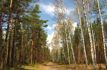 Jedna z dróg prowadzących do rezerwatu (od str. ul. Biesak)